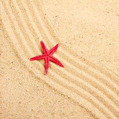 Fototapeta na wymiar a sea star on the sand of beach