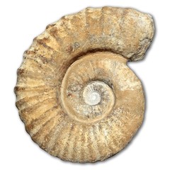 fossil spiral snail stone real ancient petrified shell