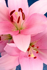 Lily on blue background