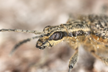 Ribbed pine borer (Rhagium inquisitor) sitting on wood