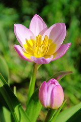 Obraz na płótnie Canvas Tulpe rosa gelb - tulip pink yellow 02