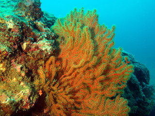 Fototapeta na wymiar Underwater inhabitants of the South-Chinese sea, coral