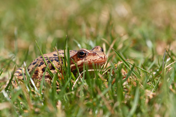 brown frog Rana temporaria