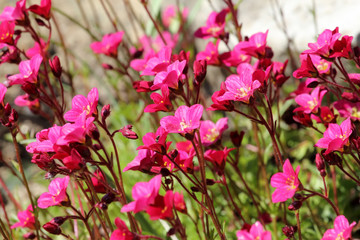 Beautiful spring flowers