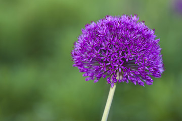 einzelne Blüte des Alium
