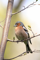 Chaffinch male on tree
