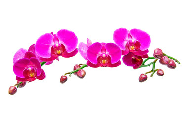 Naklejka na ściany i meble Phalaenopsis Orchid.