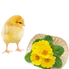 pretty chicken and basket with primrose