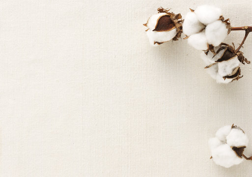 Cotton Flower On Cotton Cloth