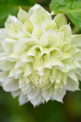 雨に濡れたクレマチス