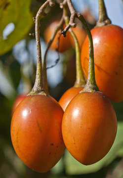 tomate en arbre, tomates arbuste, tamarillo, tamarille