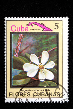 flower Cuba