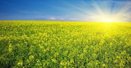 Obraz premium Spring yellow meadow.