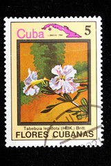 flower Cuba