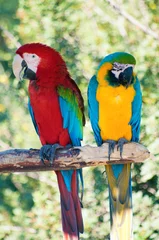  Laughing parrots © kirill_makarov