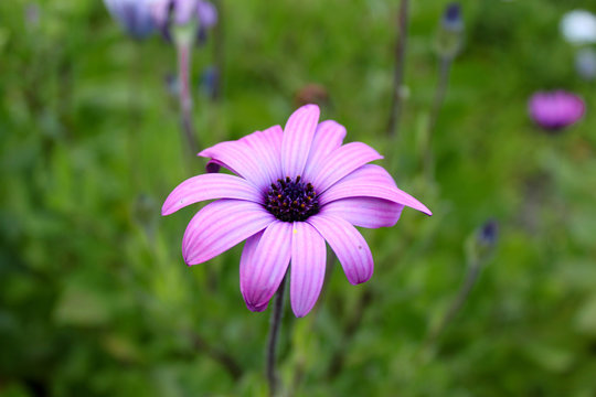 Fleur violette en gros plan