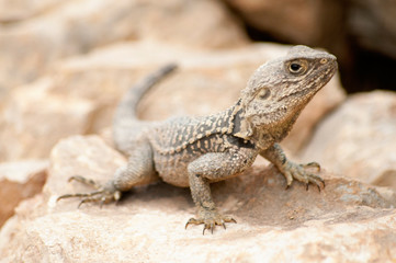 Naklejka na ściany i meble Desert Lizard