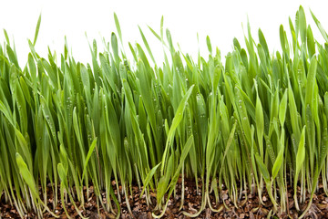 Fresh  grass growing vermiculite