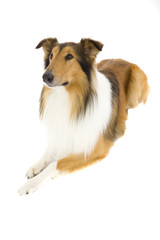 Fototapeta premium Sitting Shetland Islands Collie