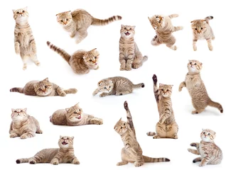 Selbstklebende Fototapete Katze Gestreifte britische Katze und Kätzchen isoliertes Set