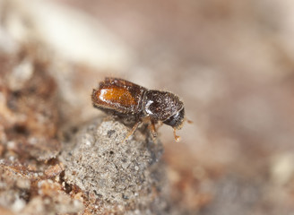 Extreme close-up of a Bark borer