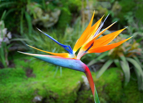 Fleur de Strelitzia 