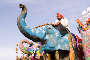 Fototapeta premium Colorful hand painted elephants, Holi festival, Jaipur, Rajasthan, India