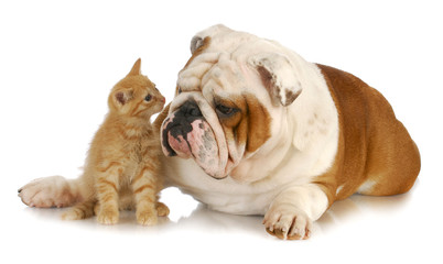 dog and cat