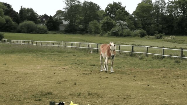 Pferd auf der Weide