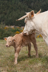 Le jeune veau et sa m&egrave;re
