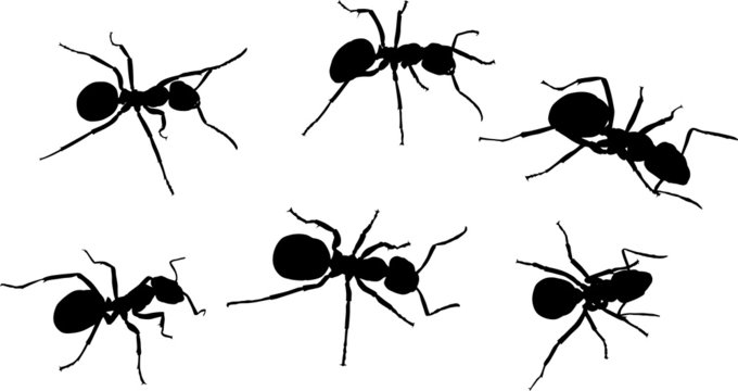 set of six black isolated ants