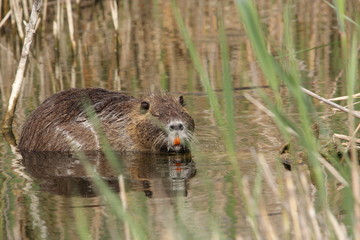 Ragondin (Myocastor coypus)