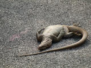 Dead iguana