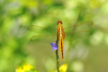 Top View of A Dragonfly