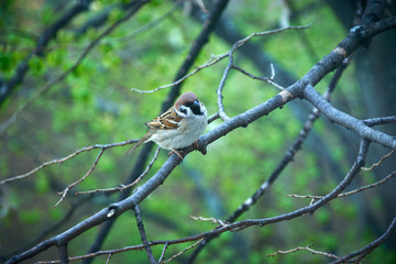 Sparrow on a branch