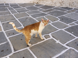 Greek Cat, Ios Island, Greece