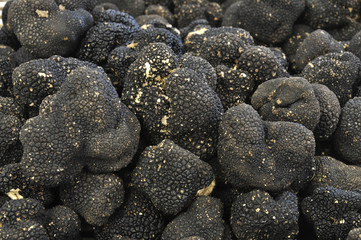 close up of black truffles