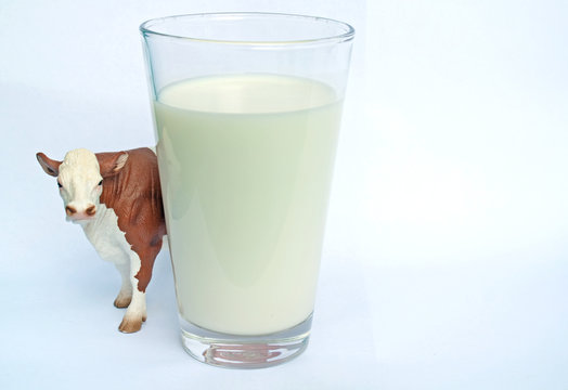 Milchkuh mit Glas I