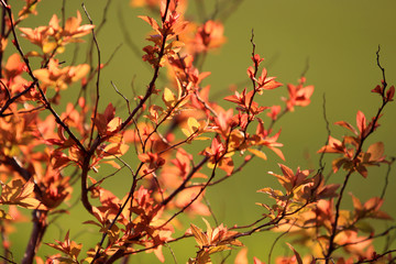 Freshly grown leaves in spring time