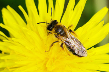 bee