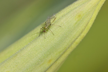 close up shot of tiny mosquito on green leaf