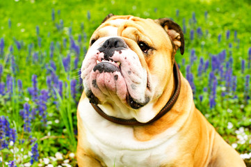 English Bulldog