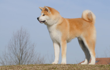 AKITA INU