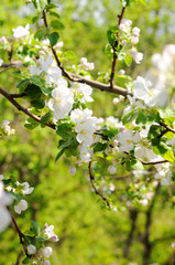 Apple tree blossoms