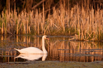 Fototapeta premium swan
