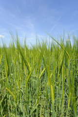 Fototapeta premium campo de trigo en primavera