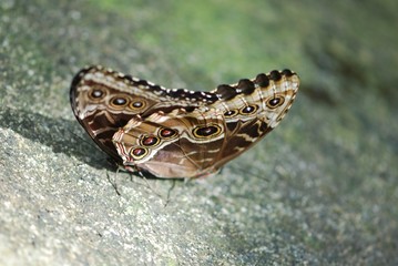 Mating butterflies