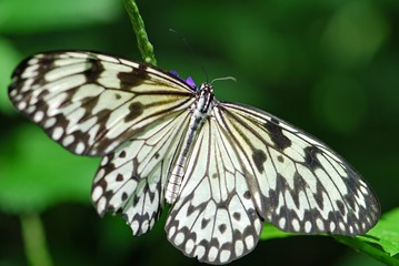 Fototapeta na wymiar Black and white Butterfly