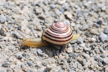 Snail