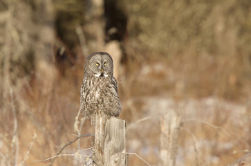 Great Gray Owl